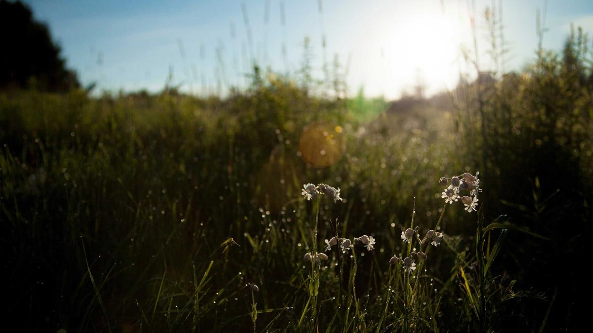 Illustration zu Biathlon Frauen Heute