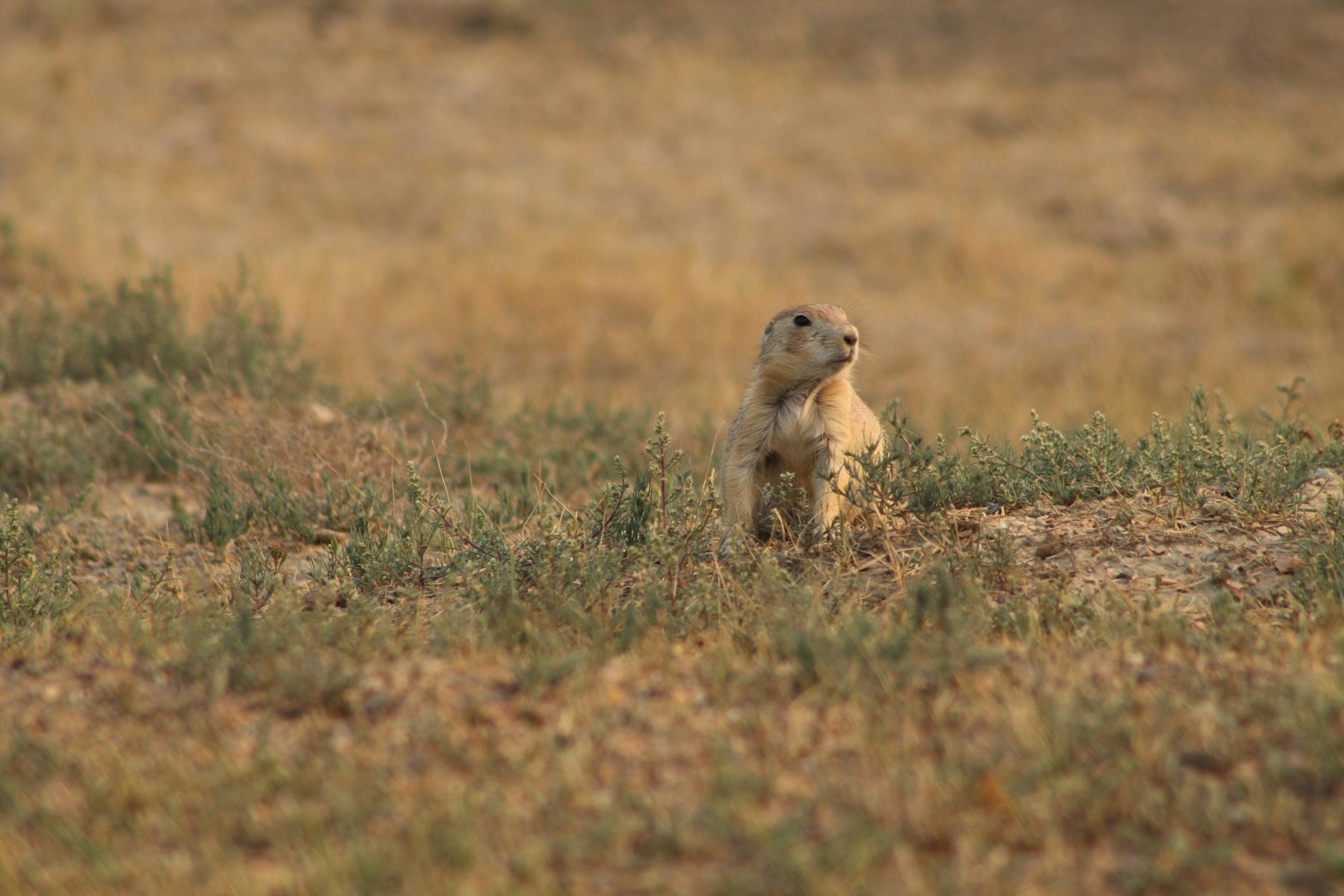 Detailansicht: Dakota Johnson