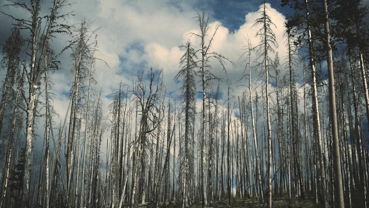 Disneyland Paris Illustration zu Disneyland Paris