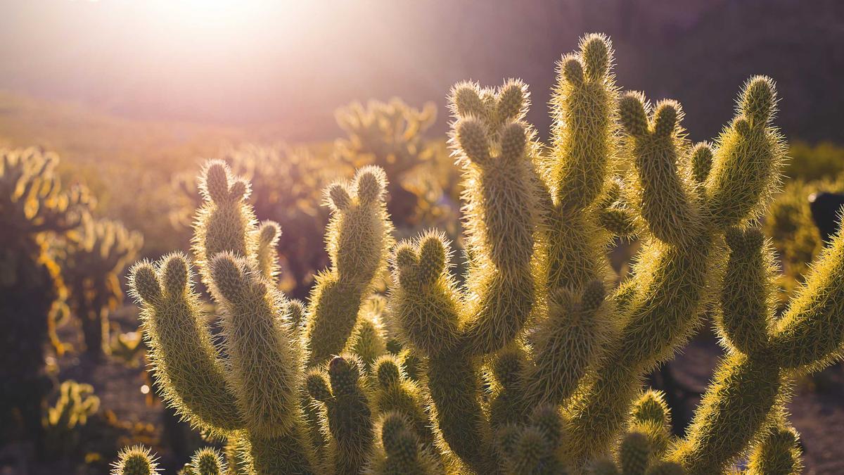 FC Bayern – 1. FCN Symbolbild zum Thema FC Bayern – 1. FCN