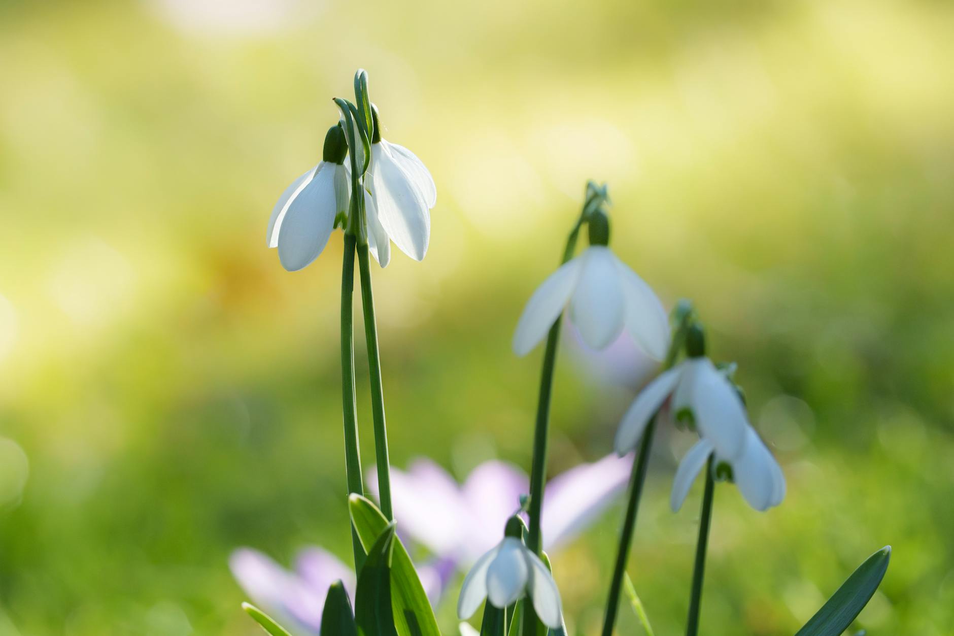 Detailansicht: Frühlingsbeginn 2026