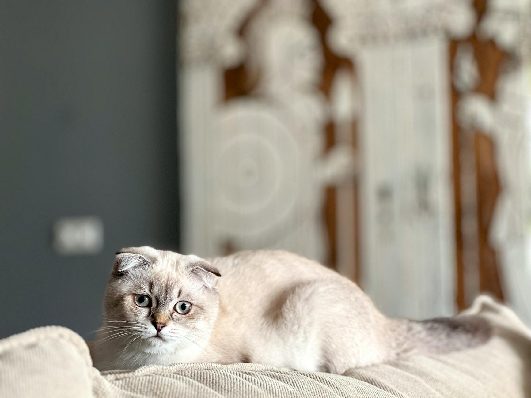 Illustration zu Galatasaray - Başakşehir