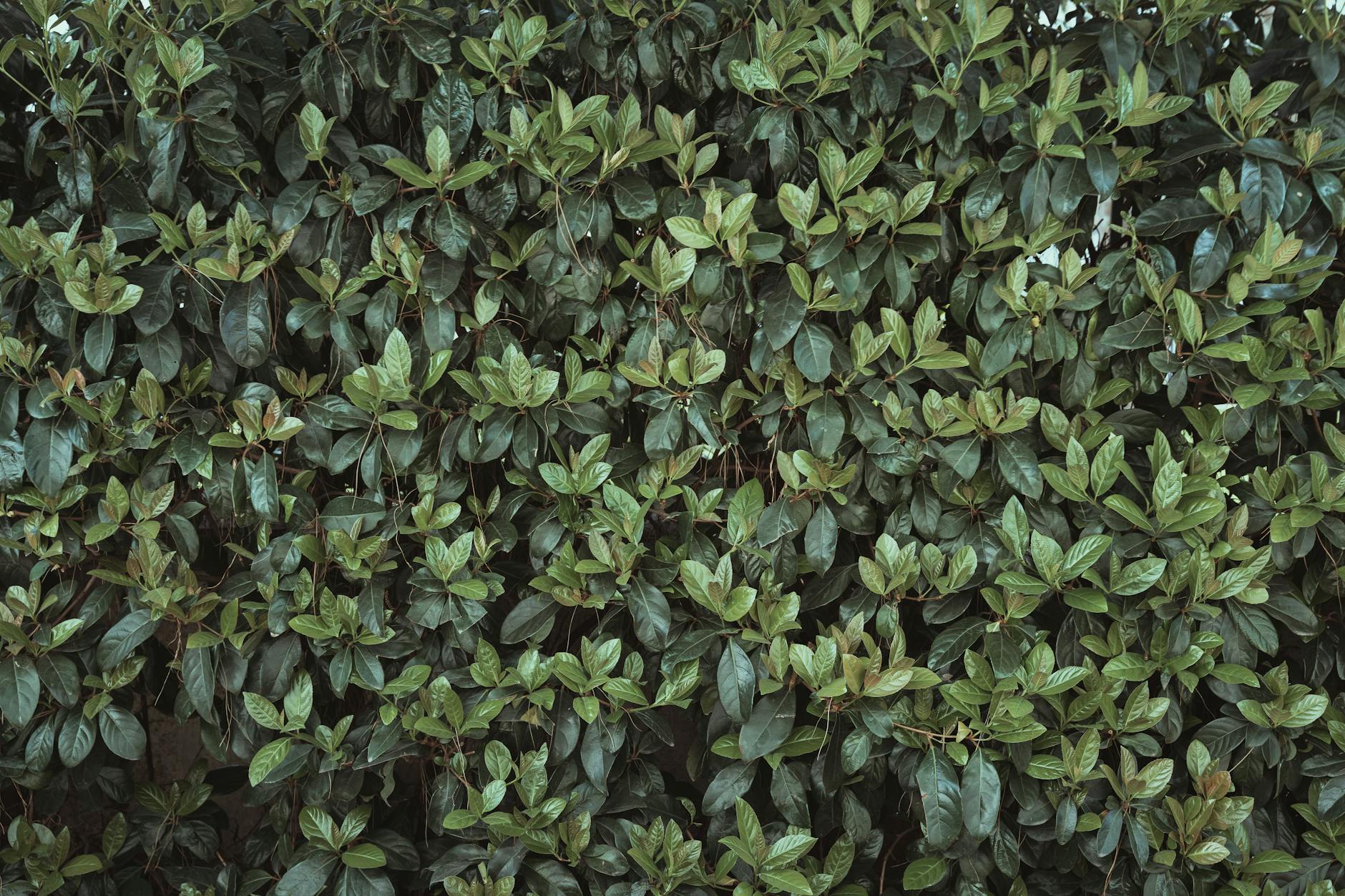 Symbolbild zum Thema Immergrüne Sträucher