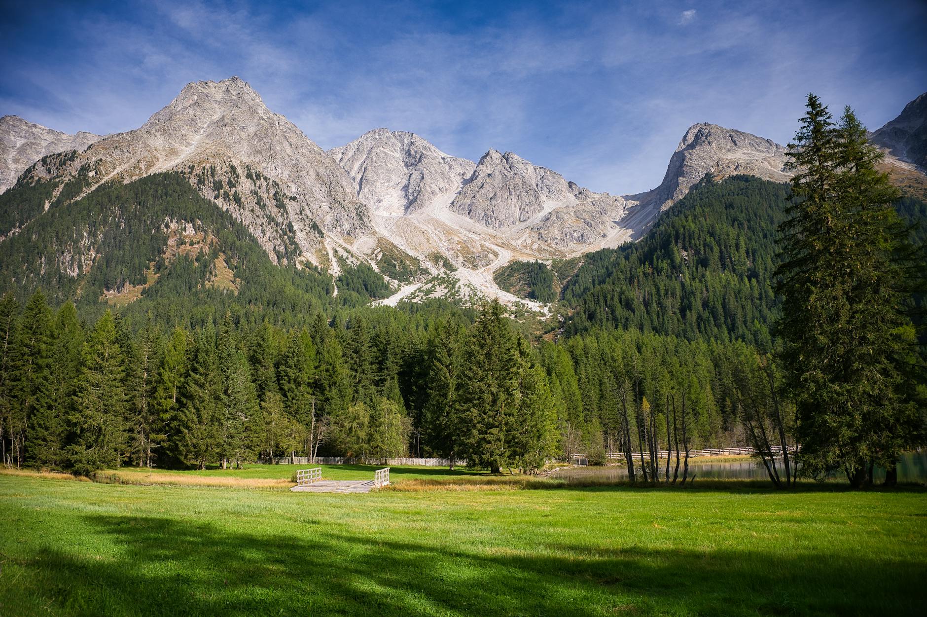 Detailansicht: Moos Im Rasen