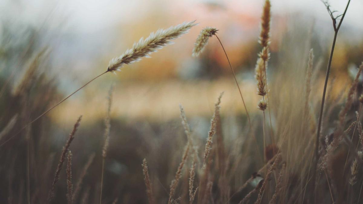 Detailansicht: Neue Emojis Ios 26.4