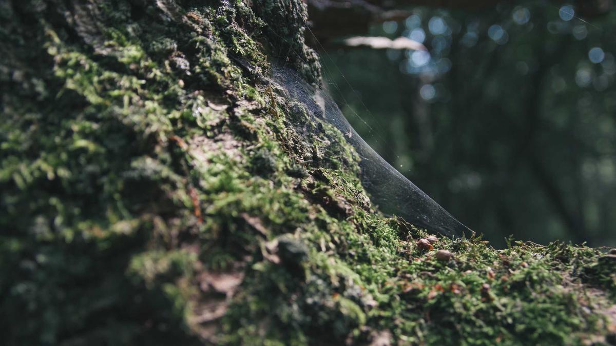 Symbolbild zum Thema Phillies – Nationals