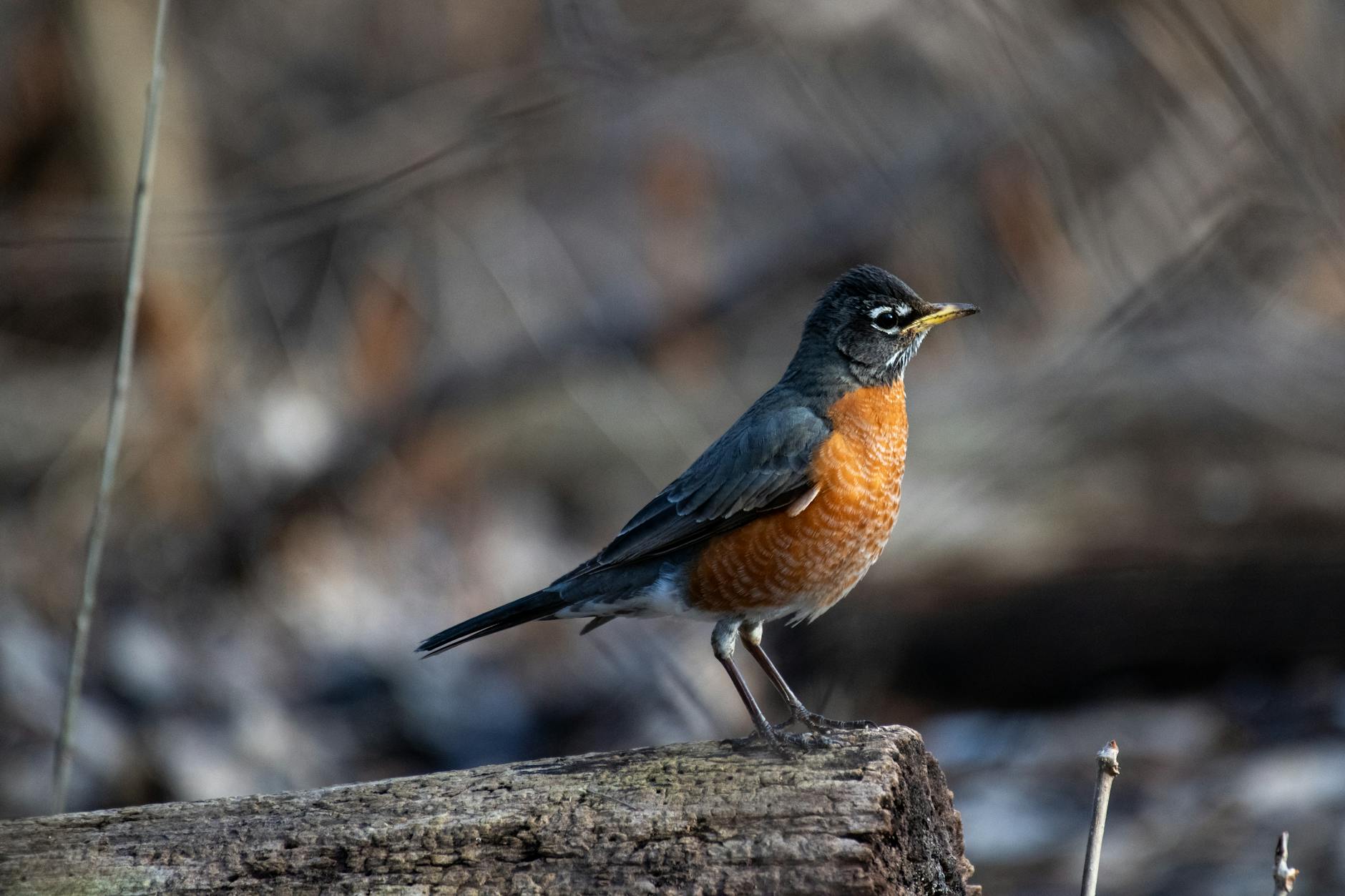 Illustration zu Robin Gunningham