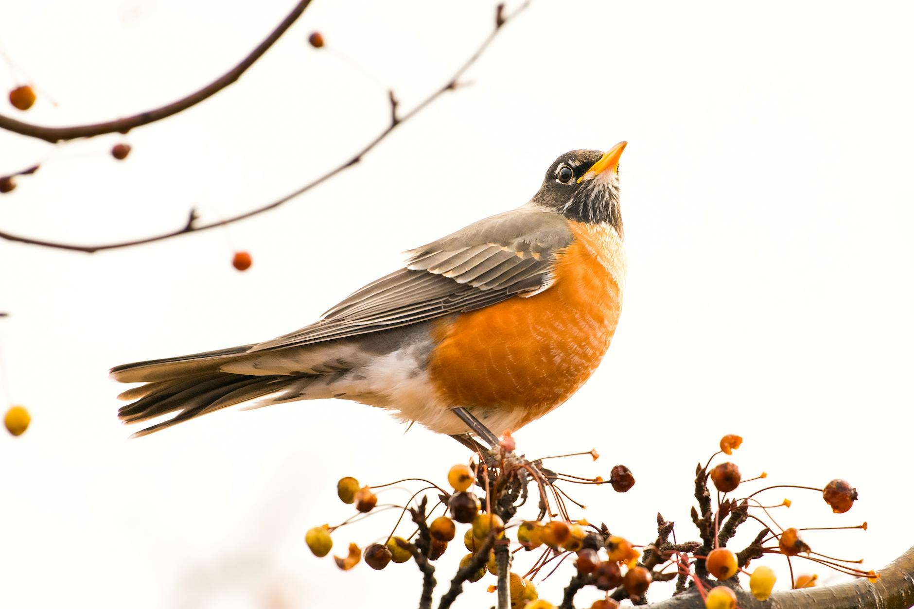 Detailansicht: Robin Gunningham