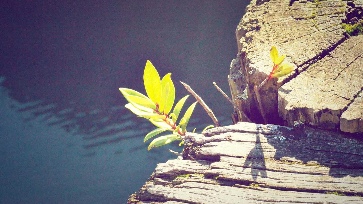 Illustration zu Singapore Airlines