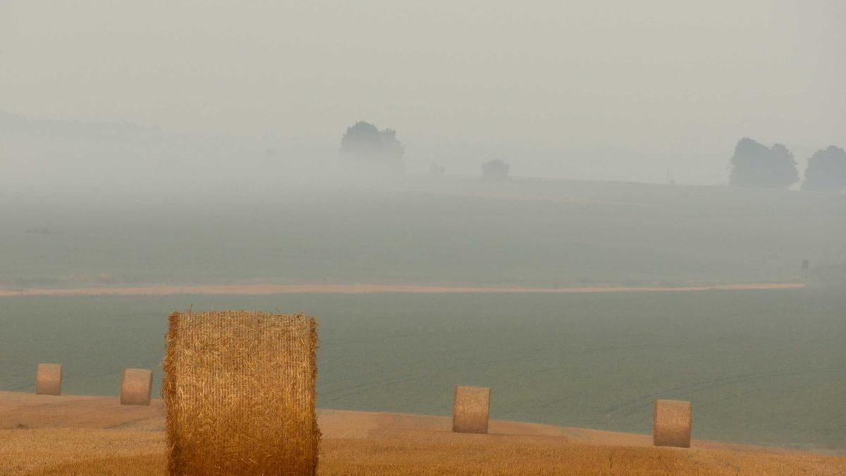 Detailansicht: Sophie Turner