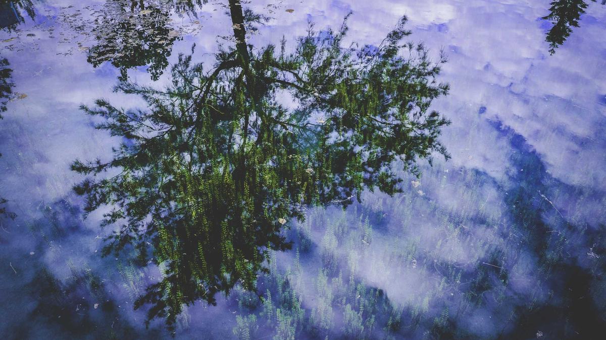 Tractive Detailansicht: Tractive