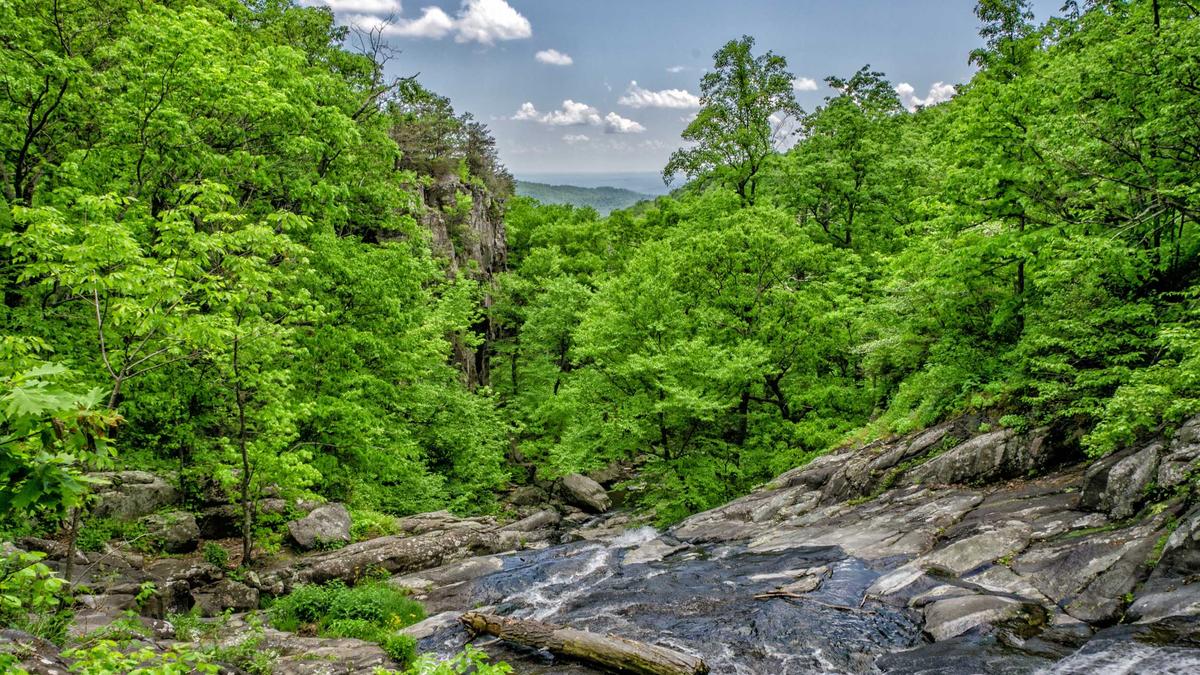 Illustration zu Ufc Fight Night