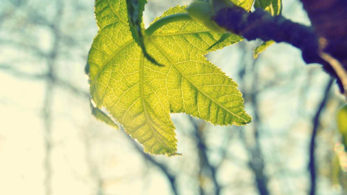 WSG Tirol – Gak Illustration zu WSG Tirol – Gak