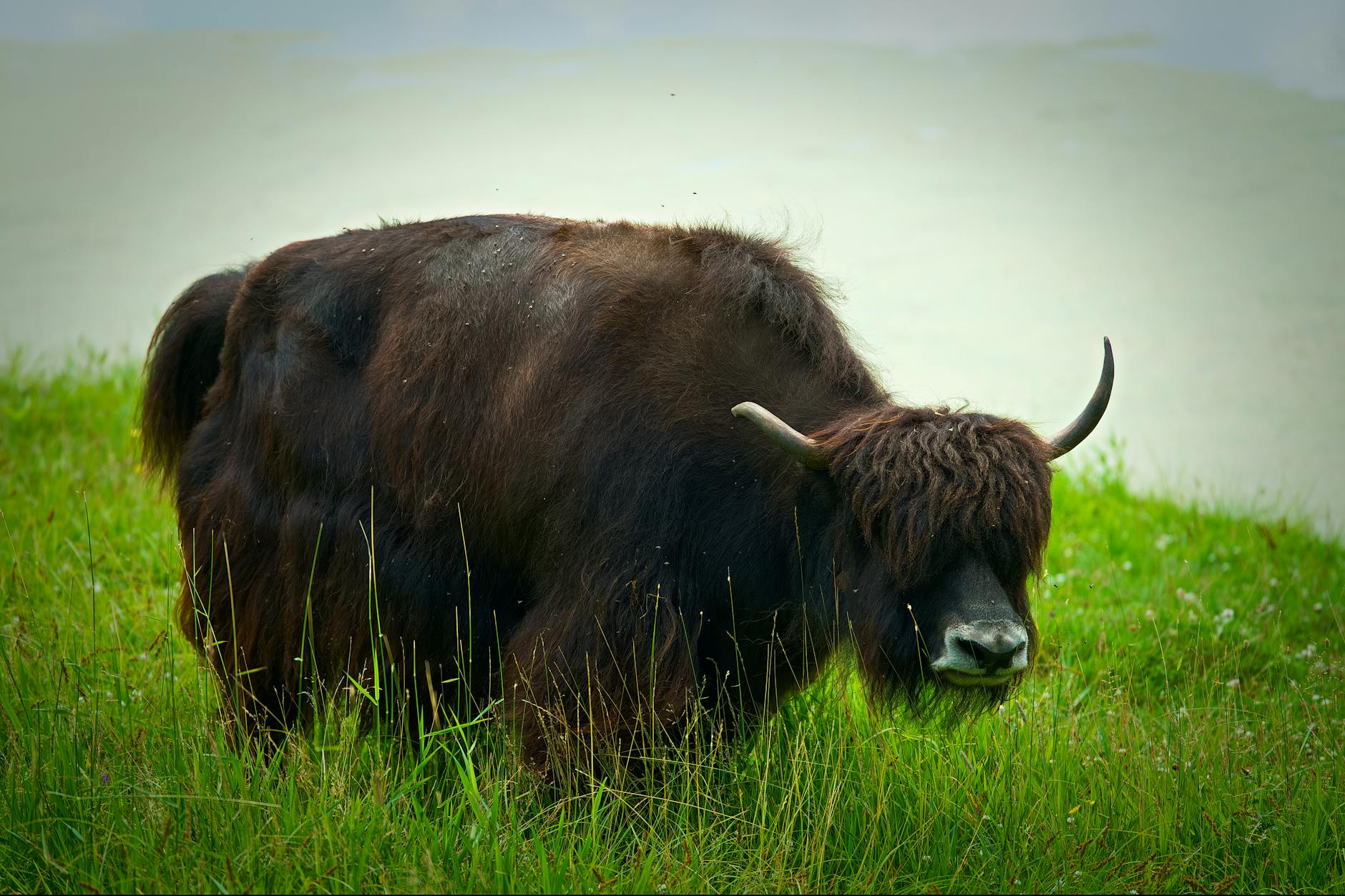 Illustration zu Yak 130