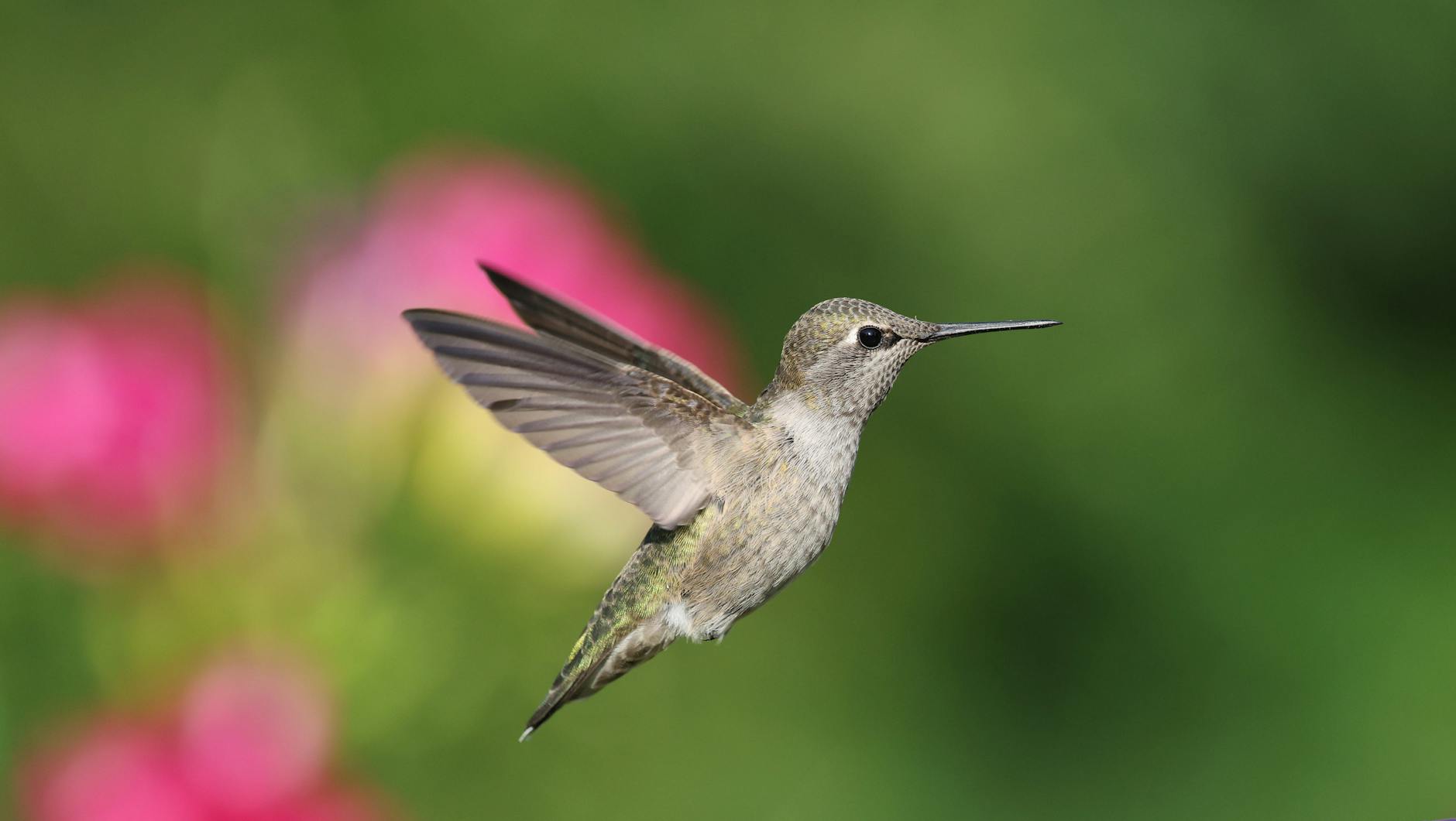 Illustration zu Anna Netrebko Hinweis: Dieser Artikel Stellt Keine Anlageberatung Dar. Anleger Sollten Eigene Recherche Betreiben.