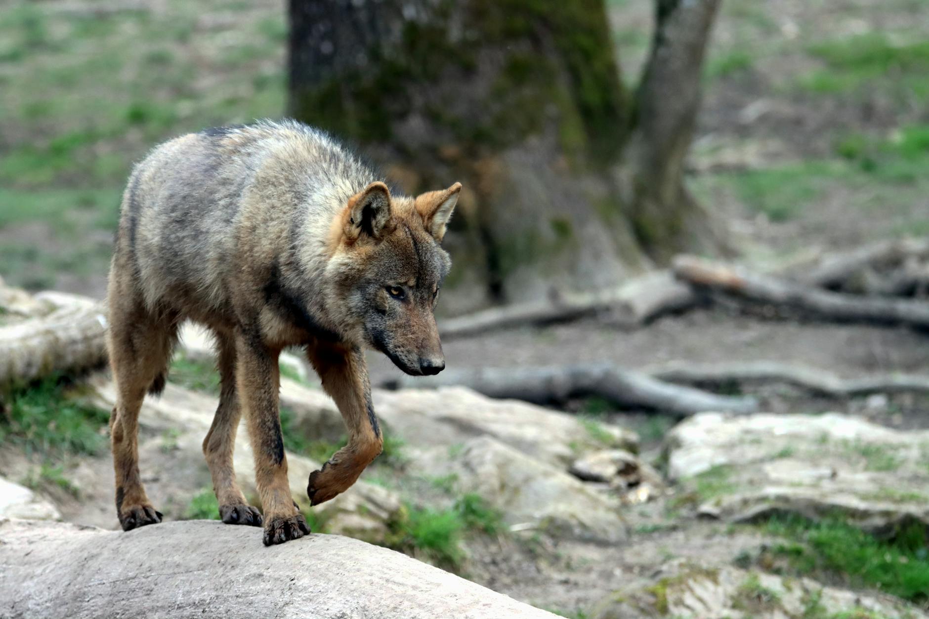 Armin Wolf Symbolbild zum Thema Armin Wolf