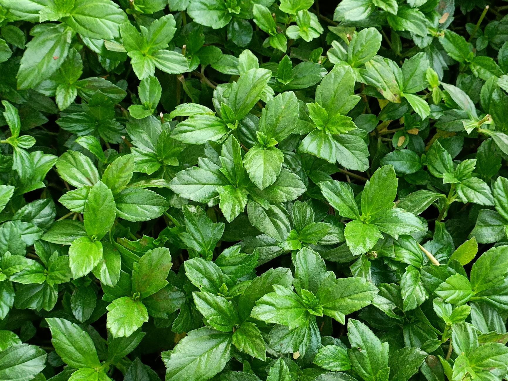 Detailansicht: Bodendecker Schatten