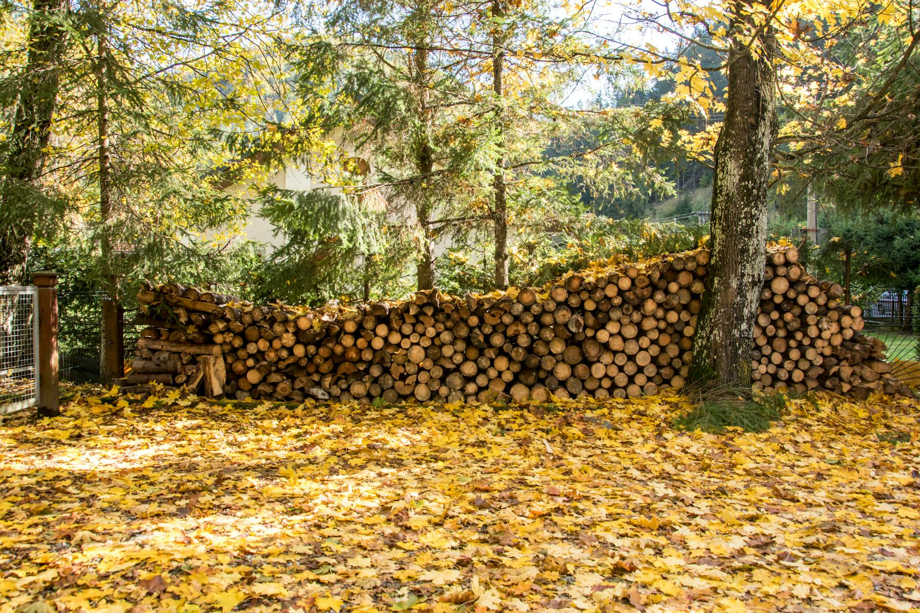 Symbolbild zum Thema Brennholz