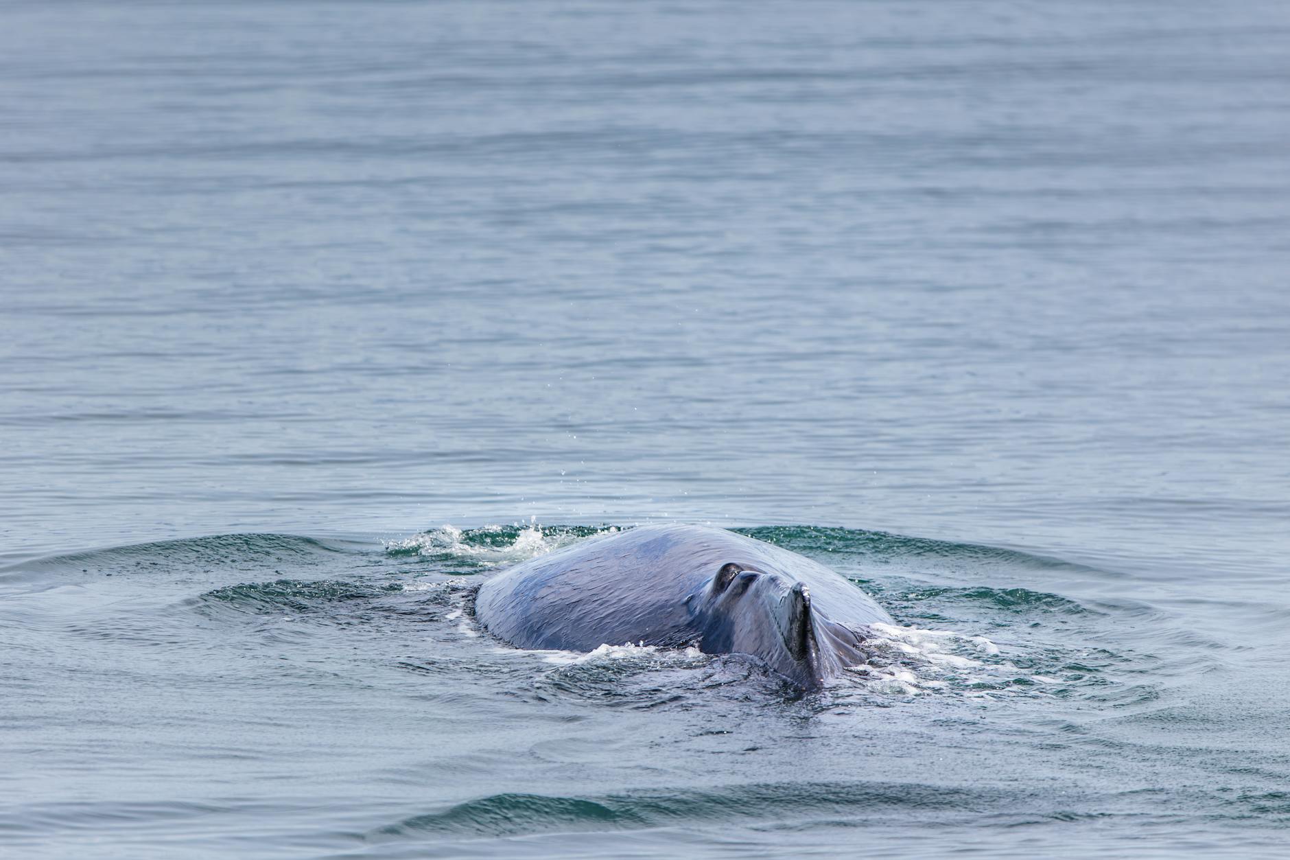 Buckelwal Ostsee Gestrandet Illustration zu Buckelwal Ostsee Gestrandet