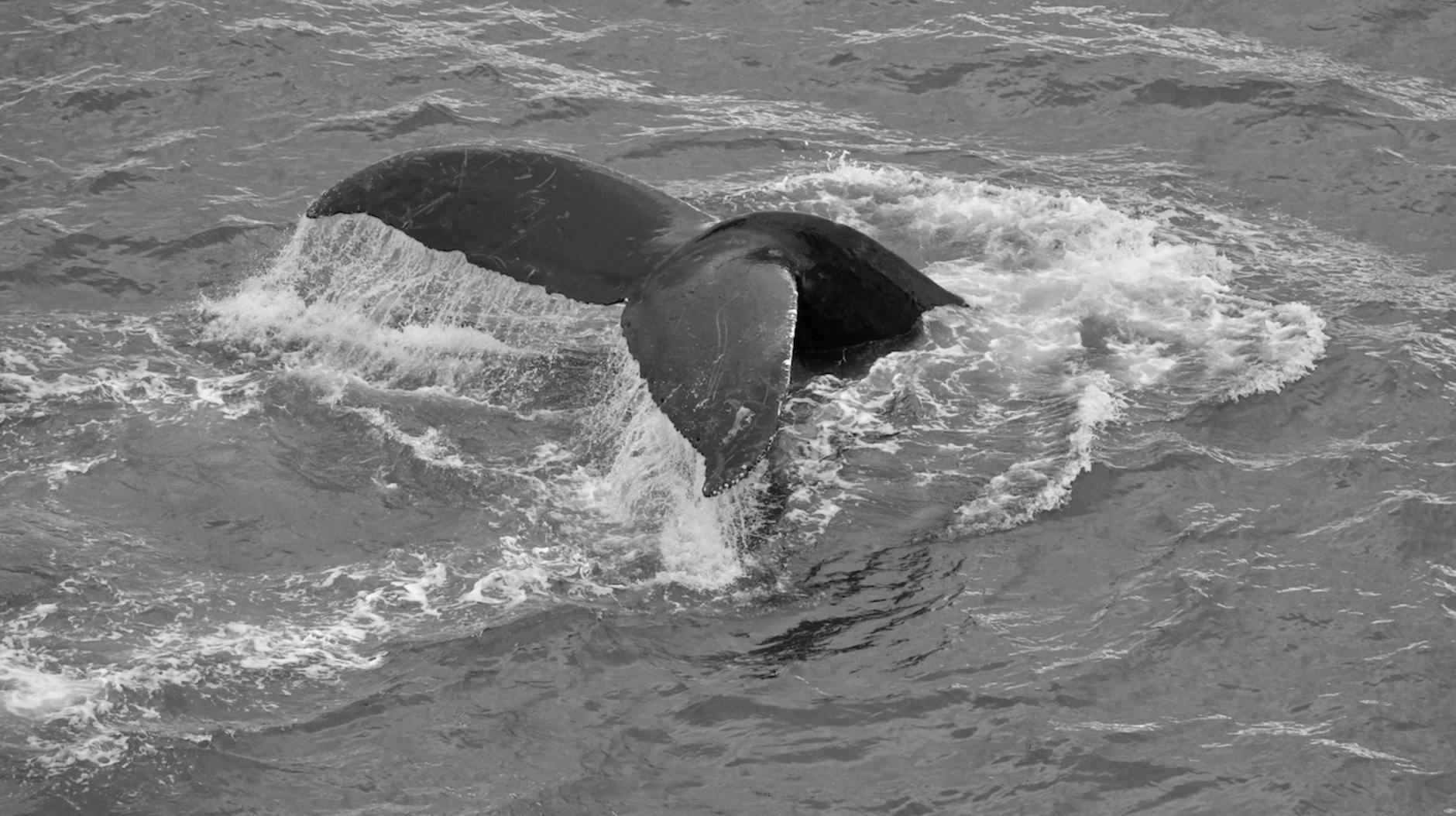 Buckelwal Ostsee Gestrandet Symbolbild zum Thema Buckelwal Ostsee Gestrandet