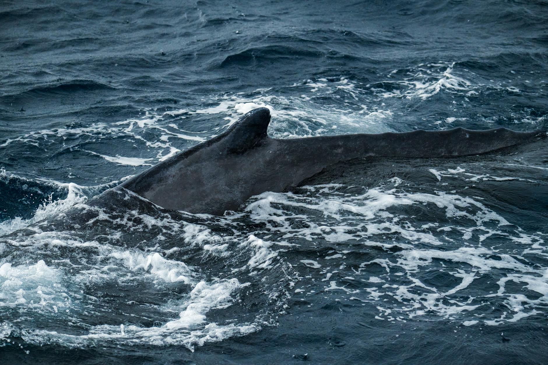 Buckelwal Ostsee Gestrandet Detailansicht: Buckelwal Ostsee Gestrandet
