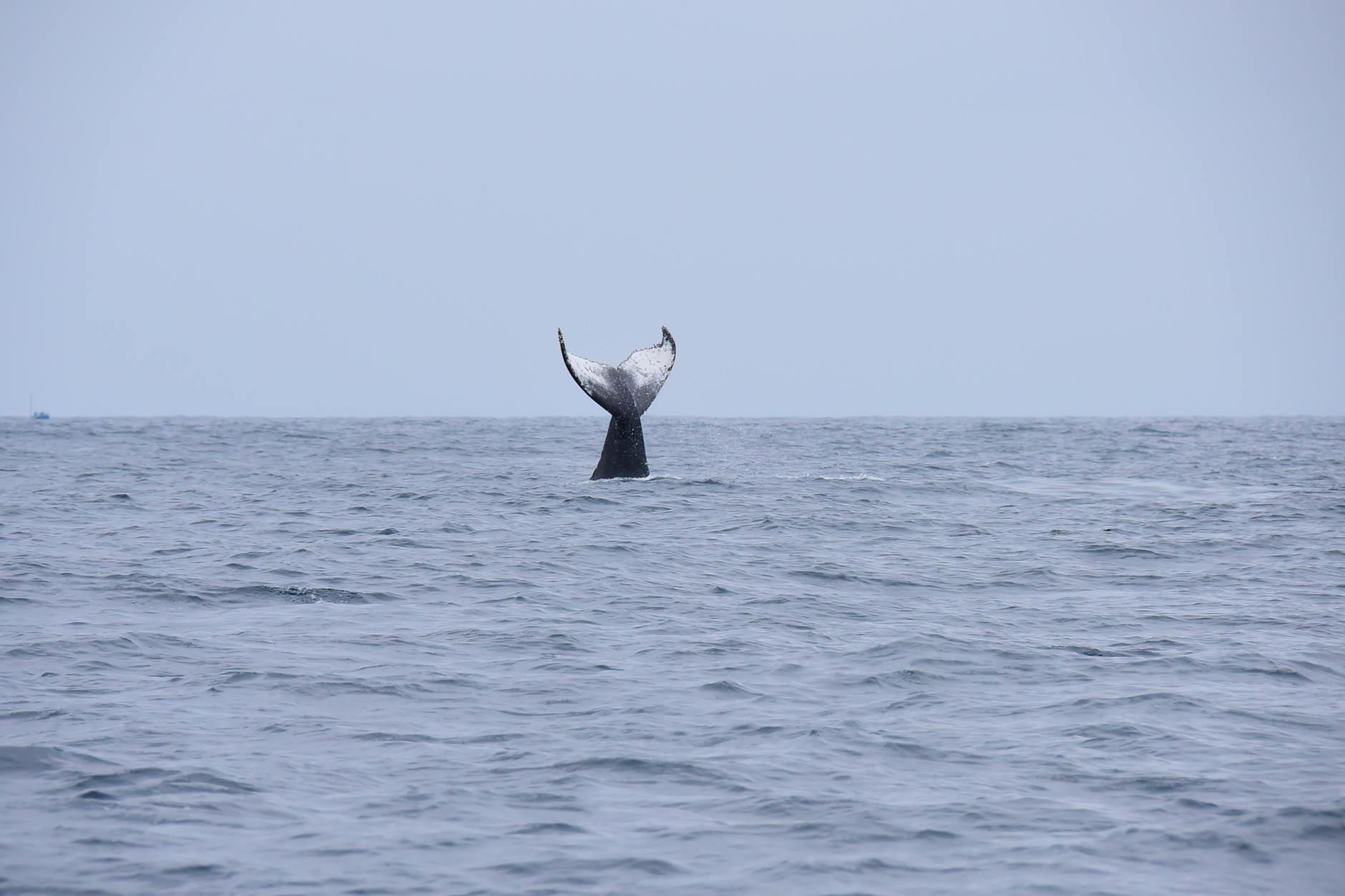 Symbolbild zum Thema Buckelwal Wismar