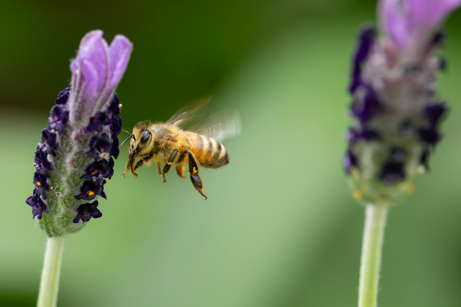 Detailansicht: Gartentipps Bienenfreundliche