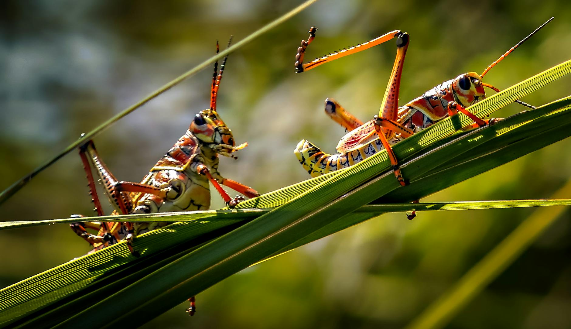 Grasshoppers – FC Sion Symbolbild zum Thema Grasshoppers – FC Sion