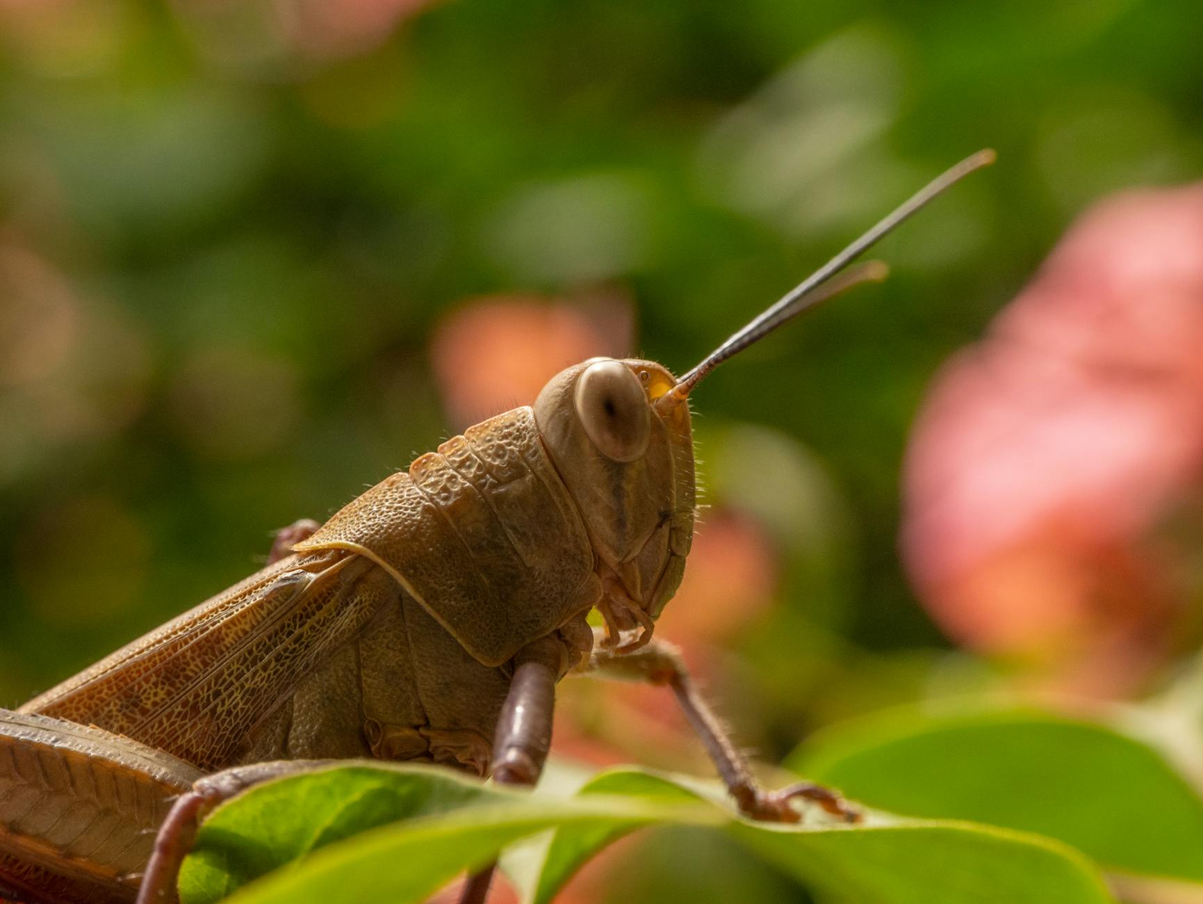 Grasshoppers – FC Sion Detailansicht: Grasshoppers – FC Sion