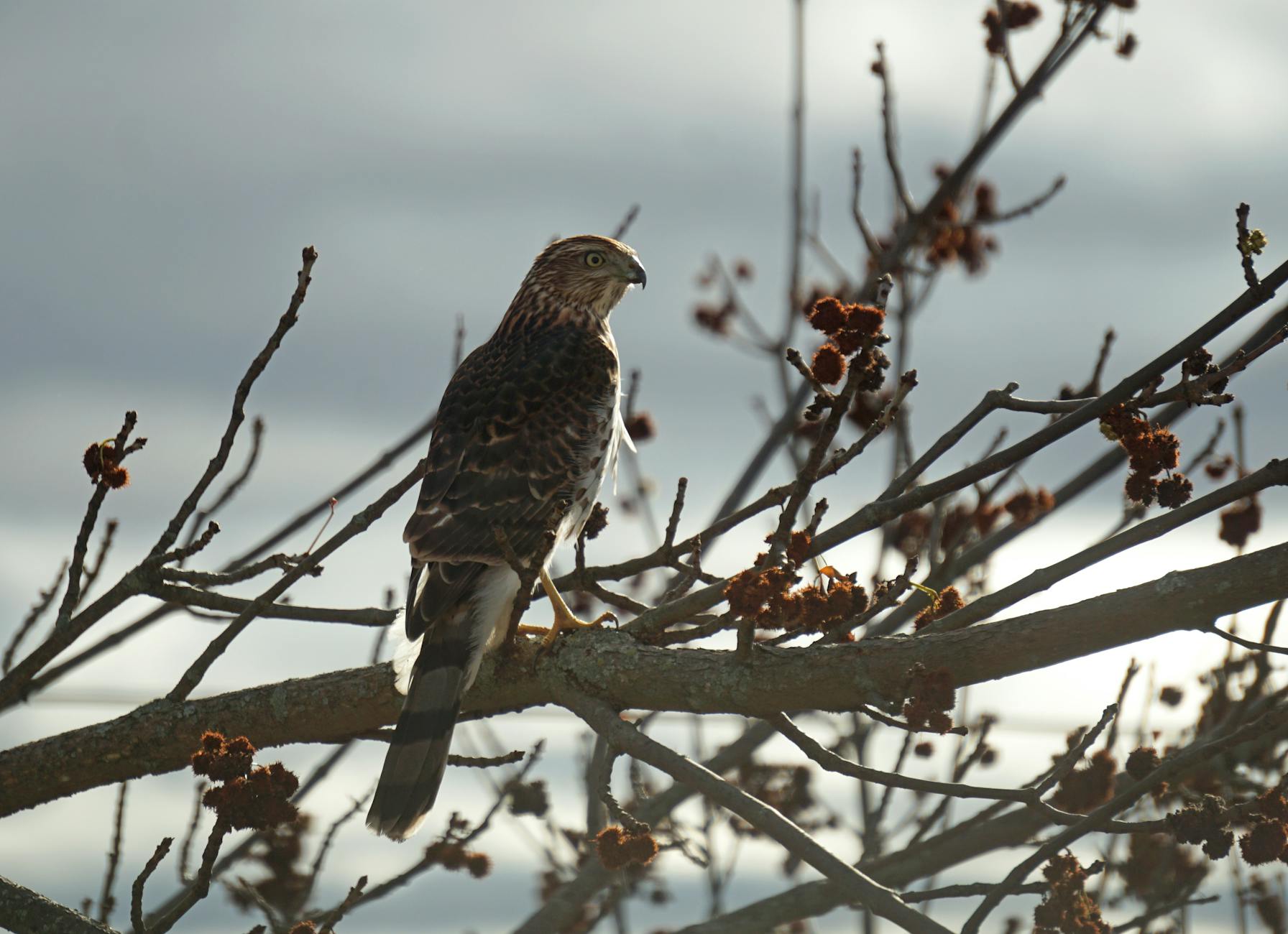 Illustration zu Hawks – Knicks