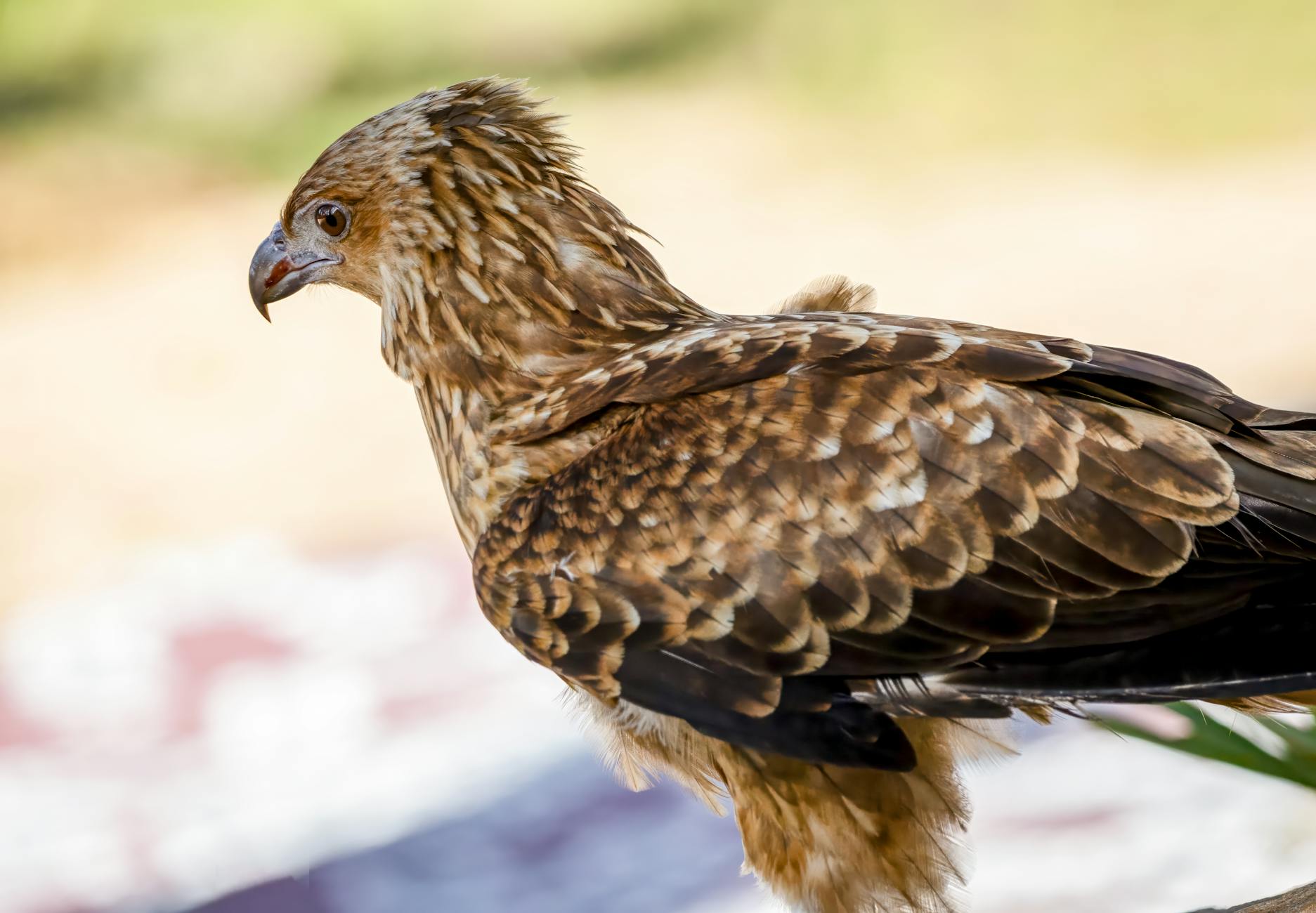 Illustration zu Hawks – Knicks