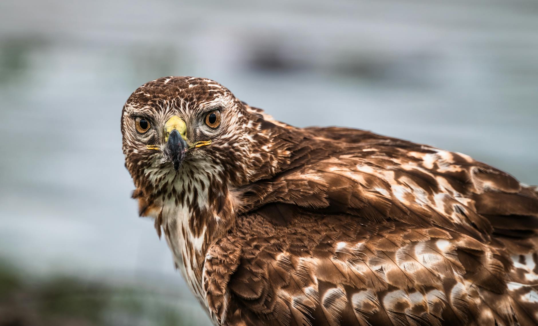 Detailansicht: Hawks – Knicks