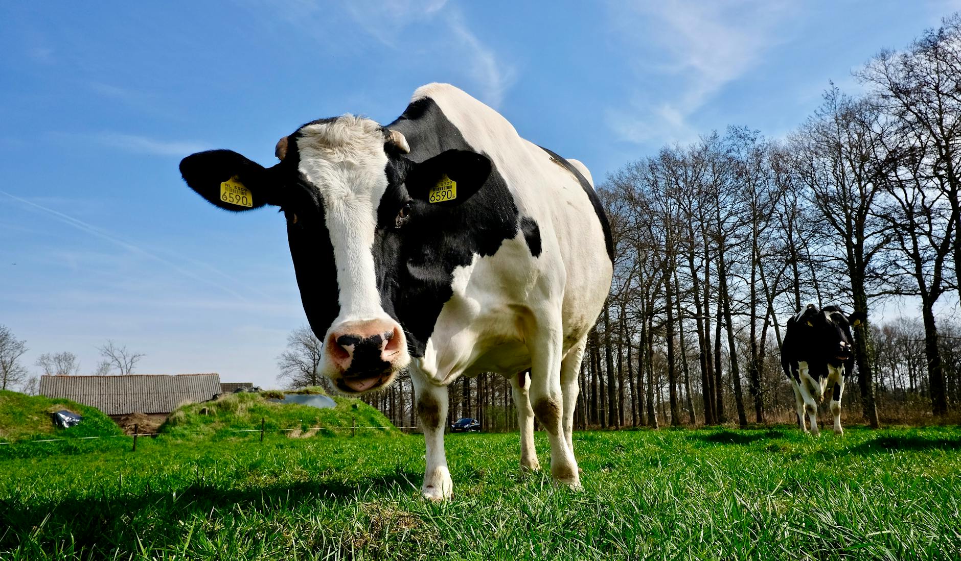 Illustration zu Hertha – Holstein