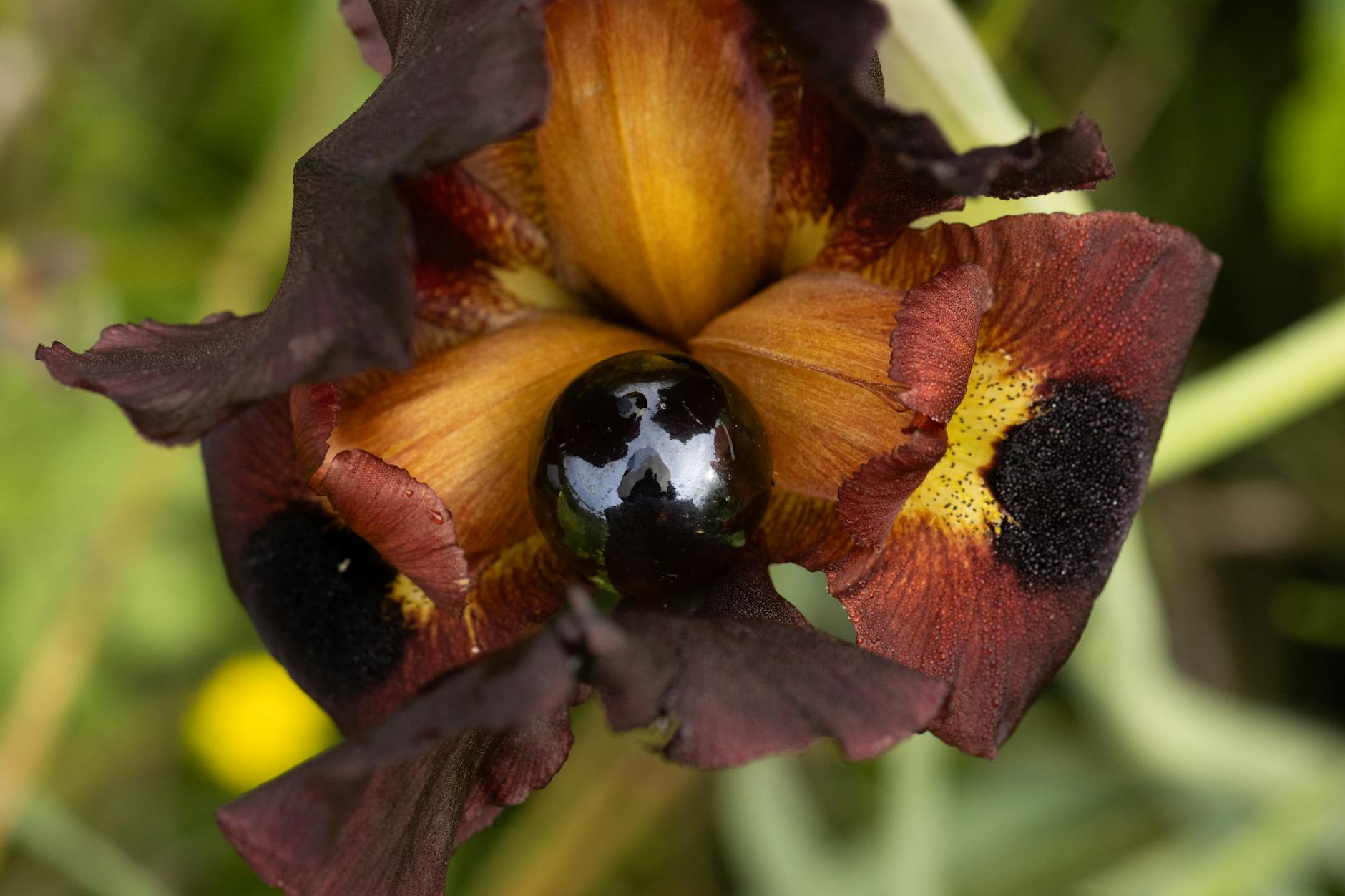 Iris Klein Trennung Detailansicht: Iris Klein Trennung