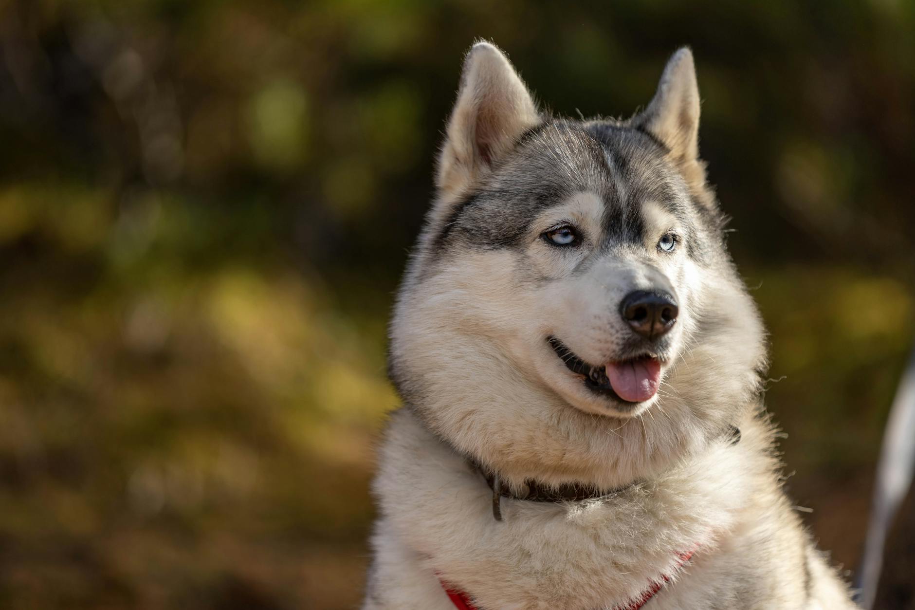 Illustration zu Kassel Huskies Krefeld Pinguine