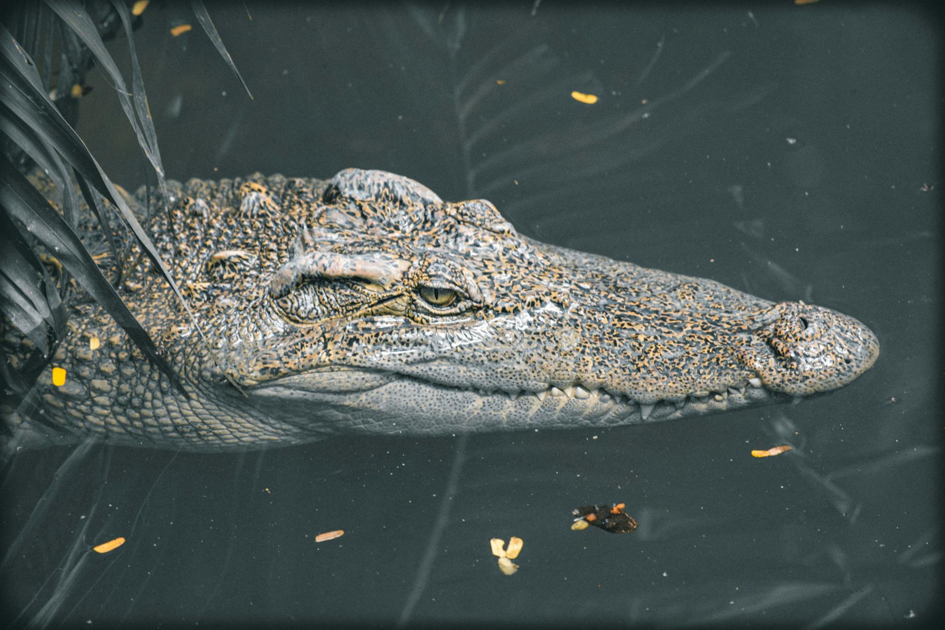 Krokodil Mario Adorf Illustration zu Krokodil Mario Adorf