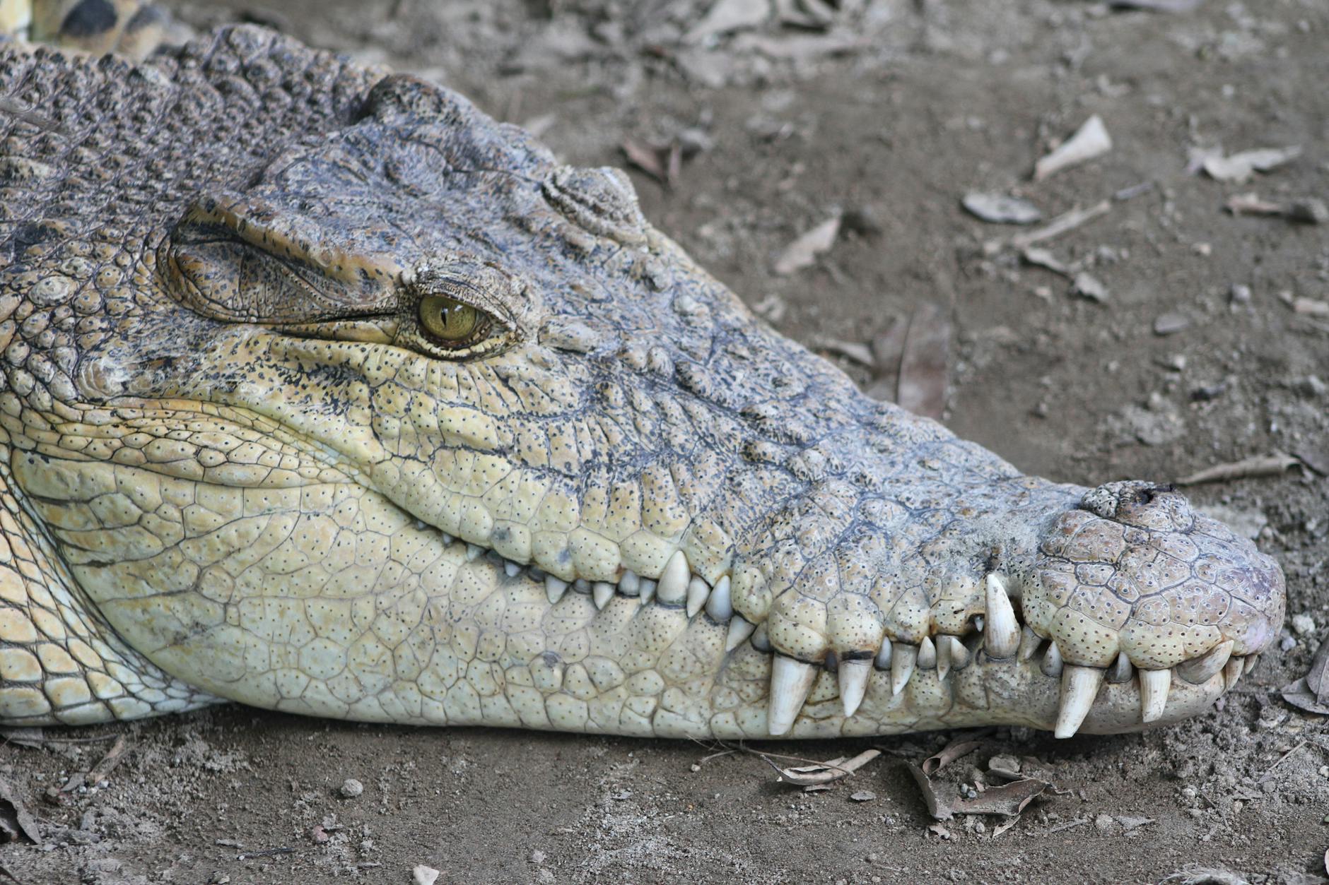 Krokodil Mario Adorf Symbolbild zum Thema Krokodil Mario Adorf