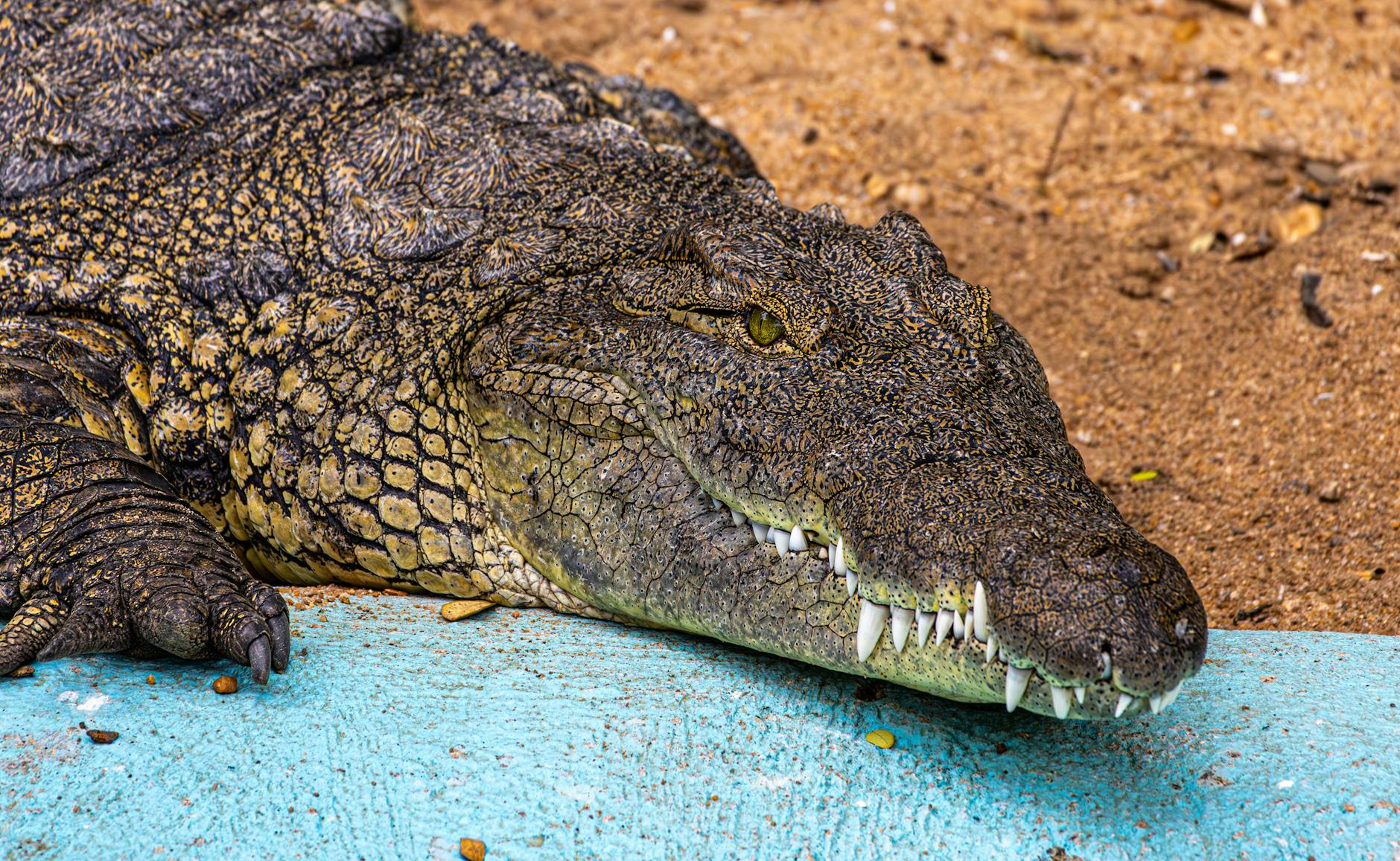 Krokodil Mario Adorf Symbolbild zum Thema Krokodil Mario Adorf