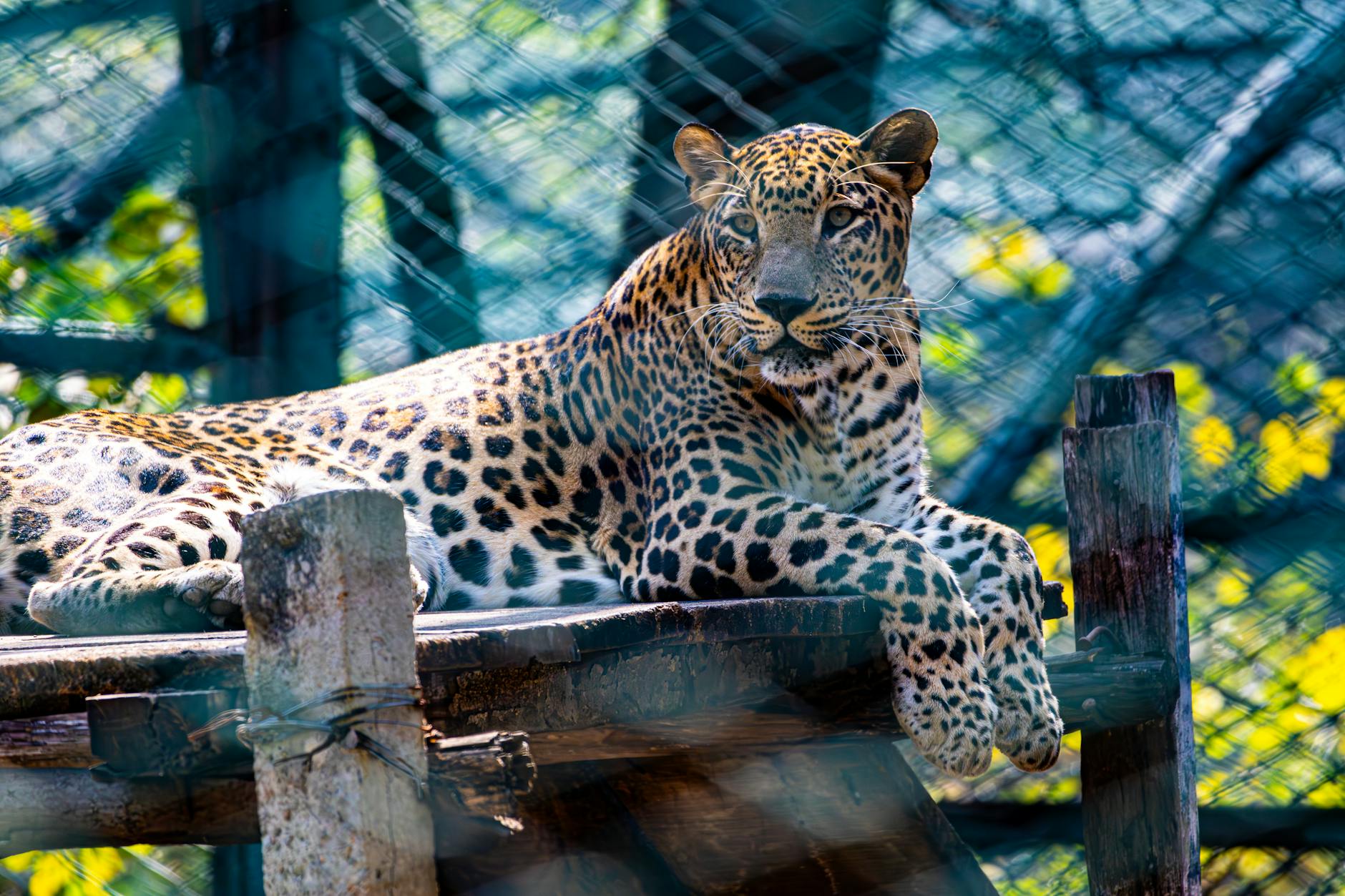 Detailansicht: Leopard 2