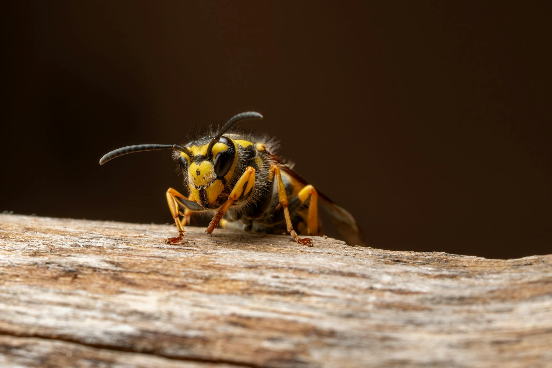 Symbolbild zum Thema Magic-hornets