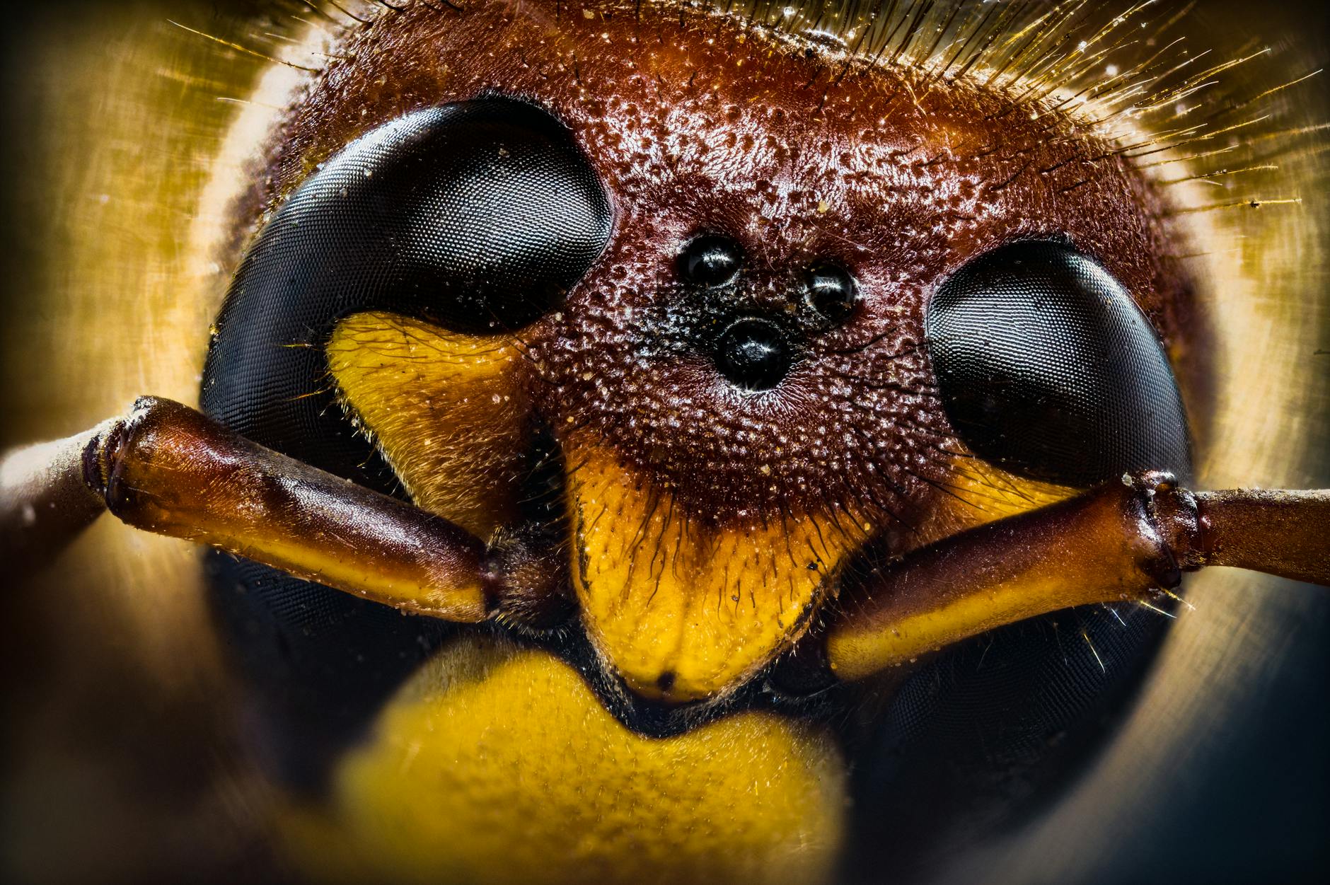 Detailansicht: Magic-hornets