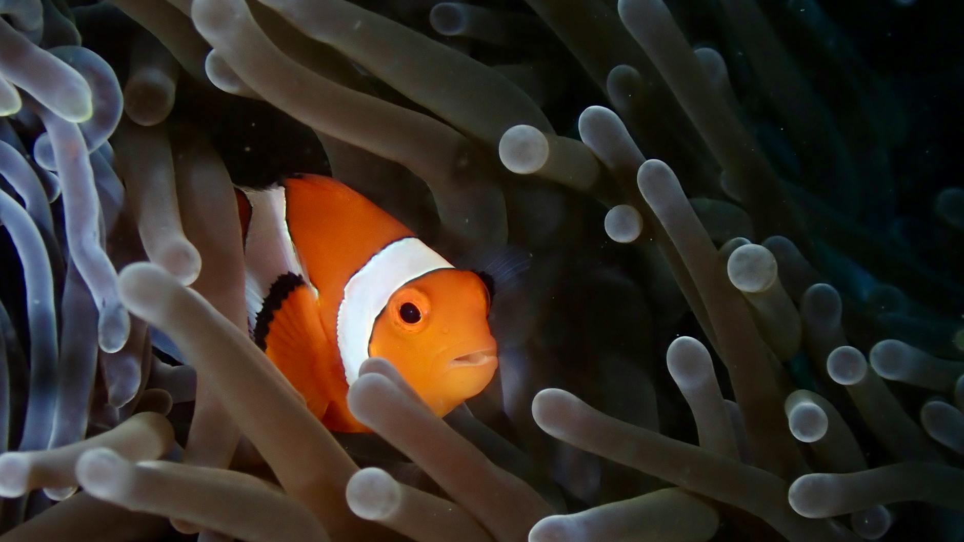 Illustration zu Nemo Nautilus Film