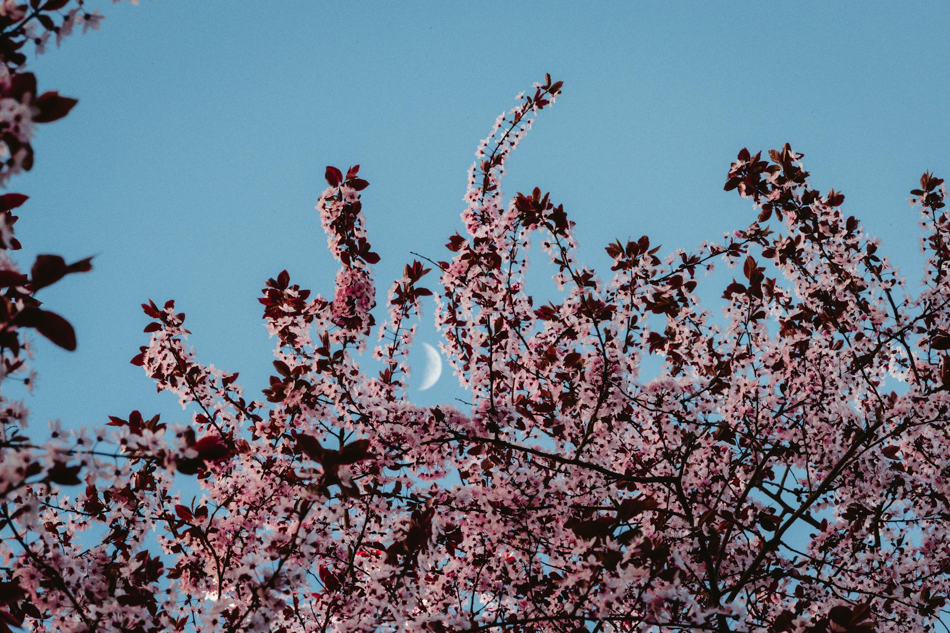 Illustration zu Neumond April 2026 Sternzeichen