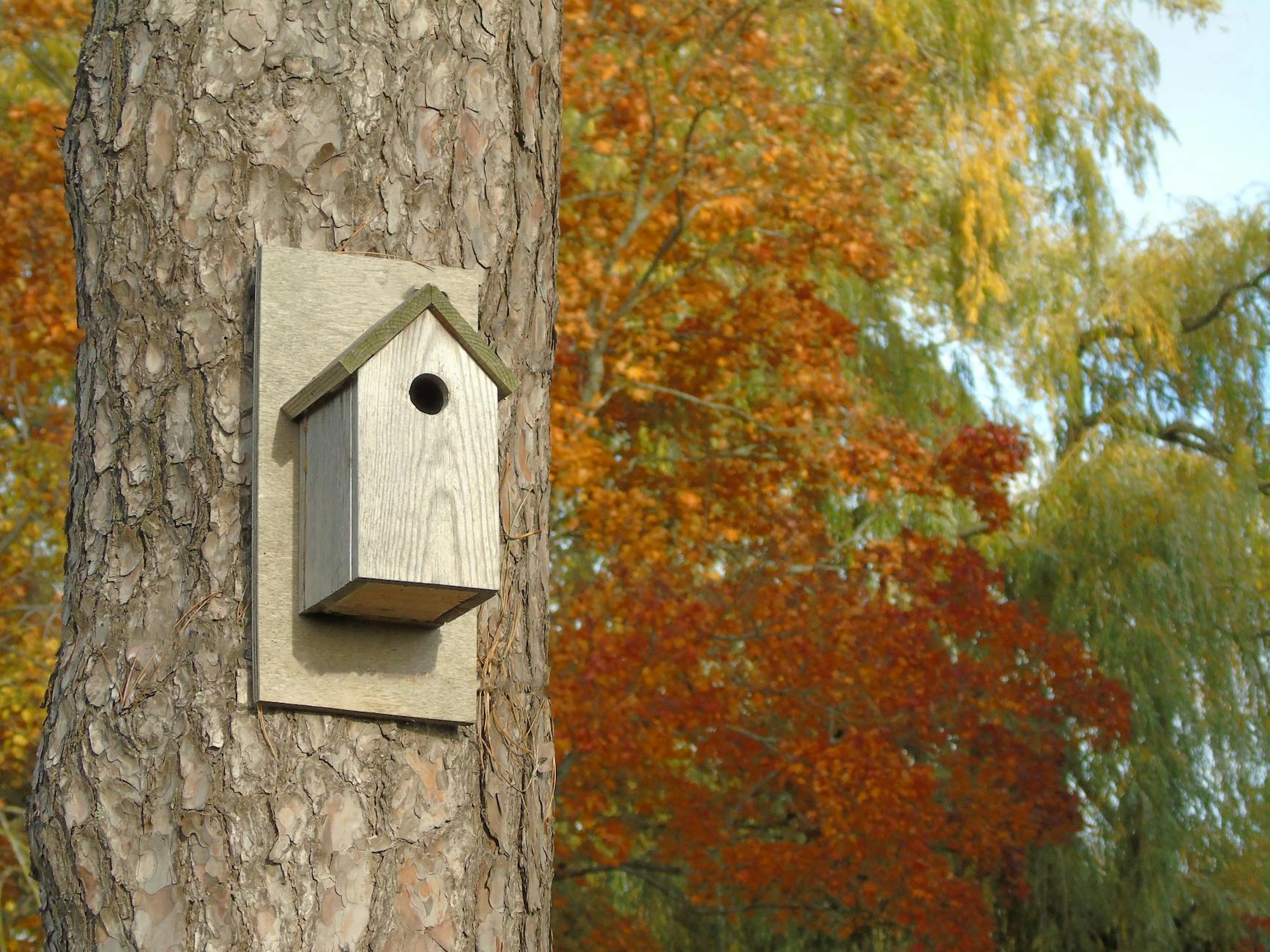 Nistkasten Bauen Symbolbild zum Thema Nistkasten Bauen
