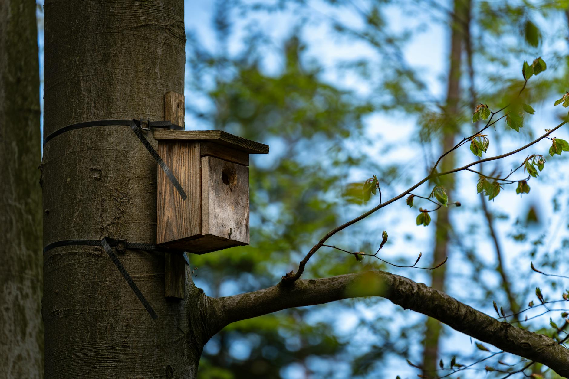 Nistkasten Bauen Detailansicht: Nistkasten Bauen