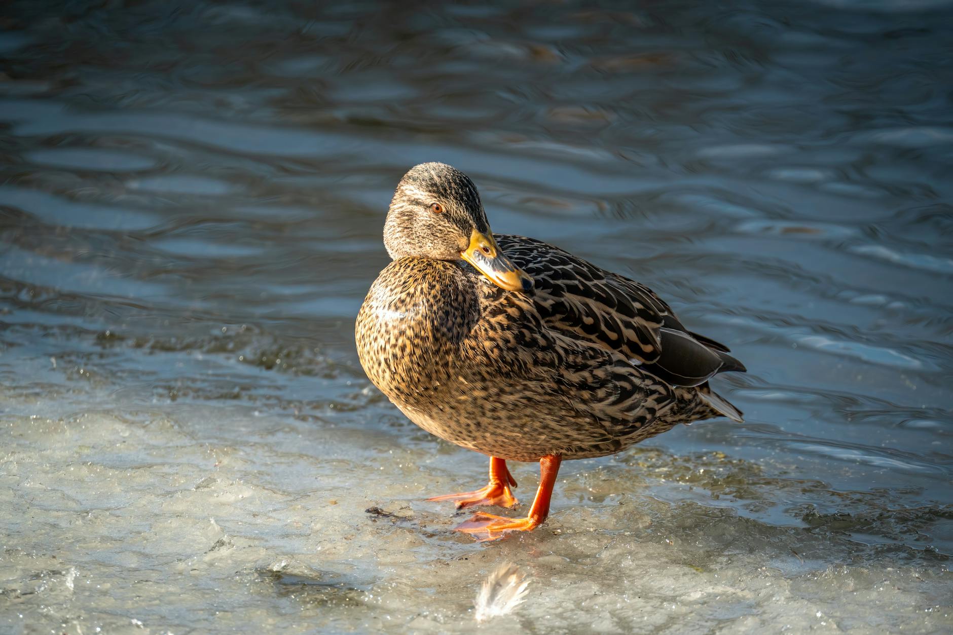 Illustration zu Oilers – Ducks