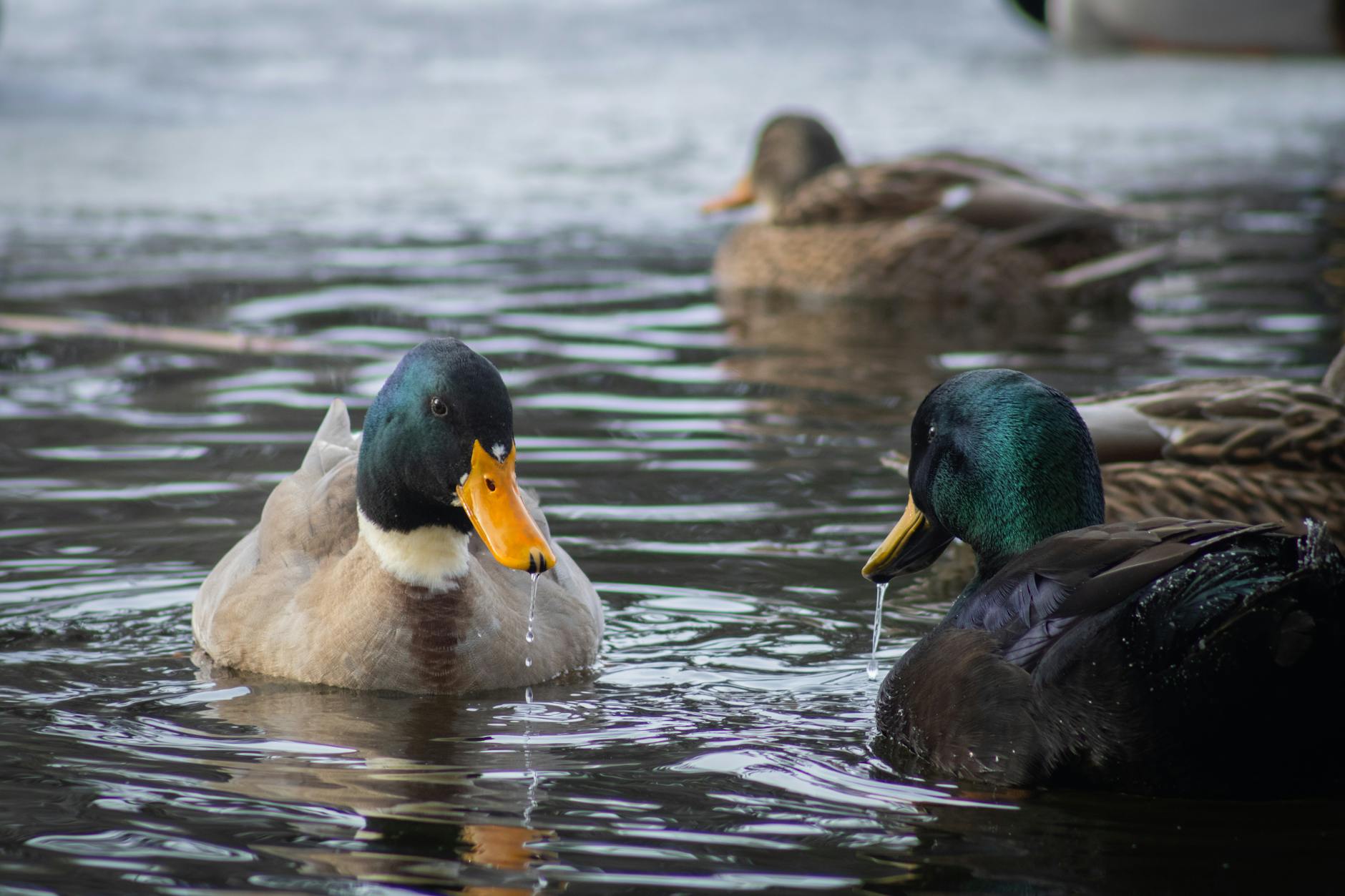 Illustration zu Oilers – Ducks