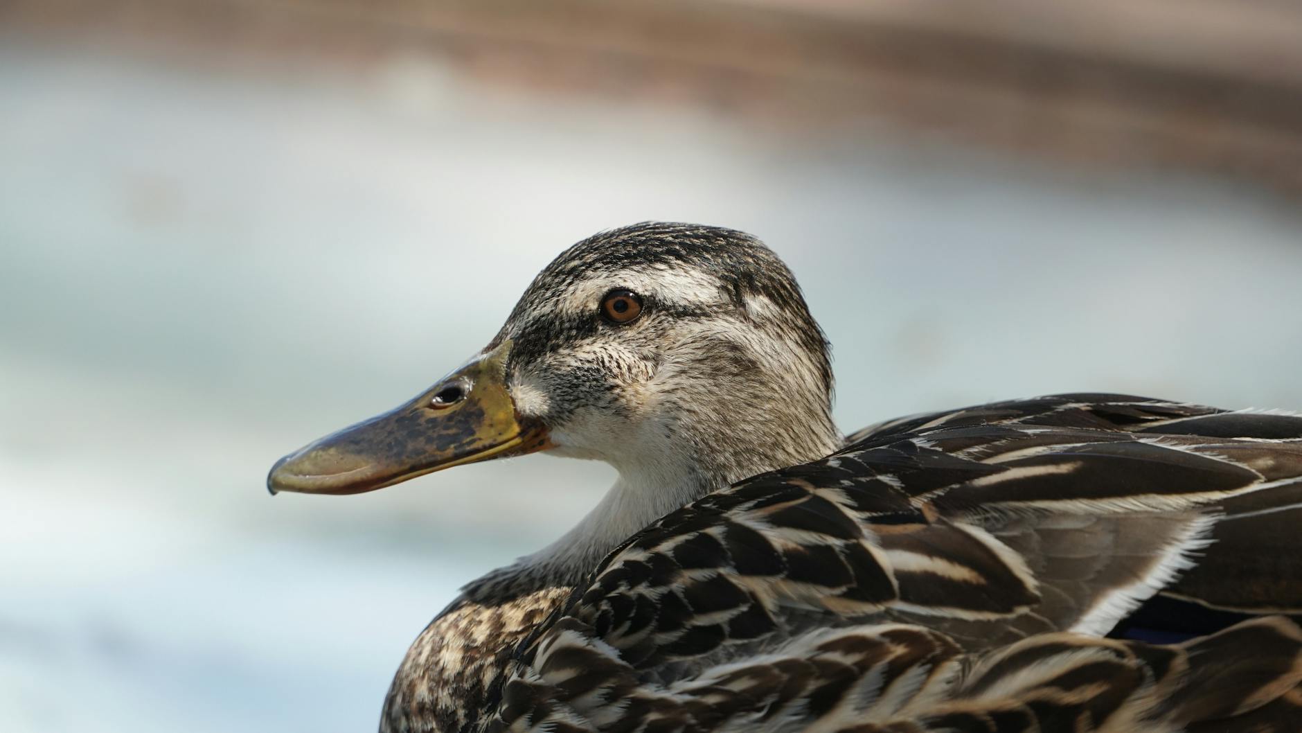 Symbolbild zum Thema Oilers – Ducks
