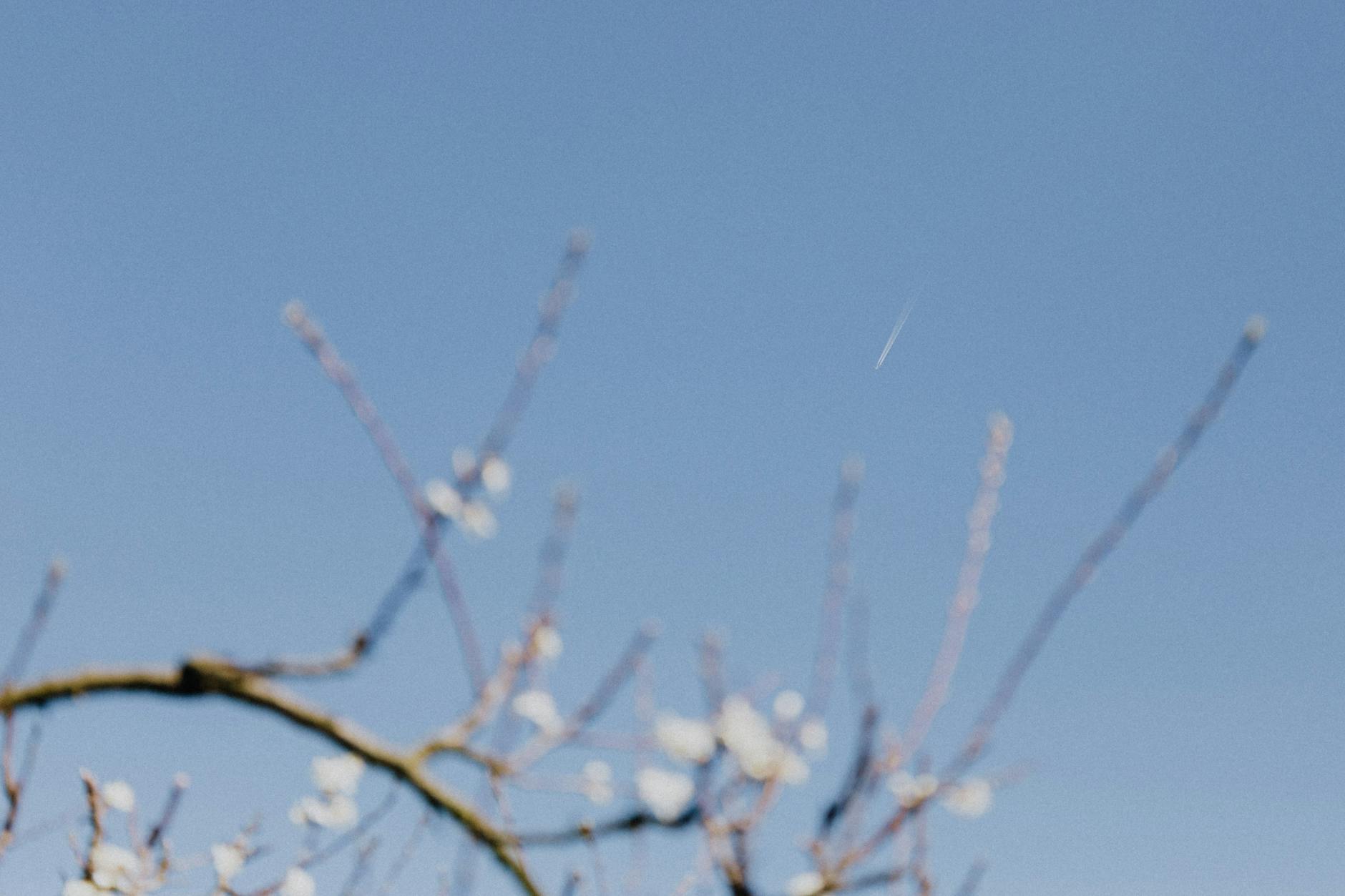 Illustration zu Pollenflug Aktuell