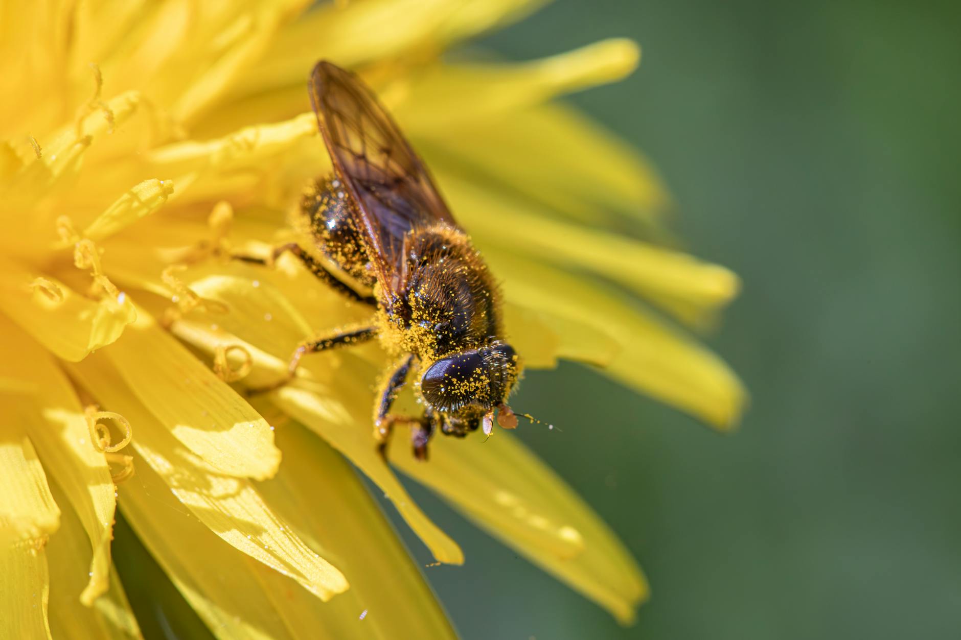 Symbolbild zum Thema Pollenflug Aktuell